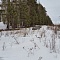 Зимний выезд в лес
