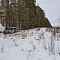 Зимний выезд в лес