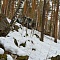 Зимний выезд в лес